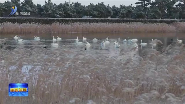 南海新区：雪落山海 万物有灵