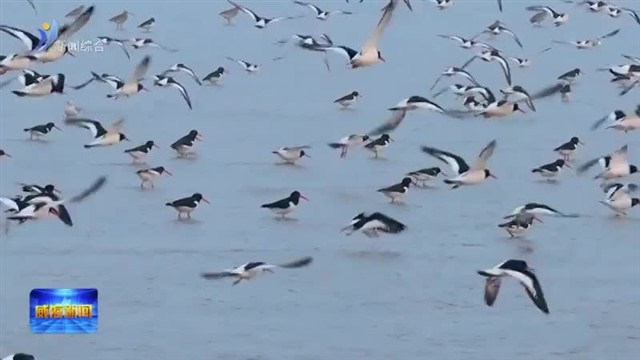 湿地群鸟舞 南海生态美