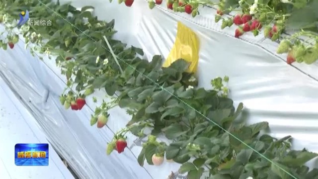 “莓”好乳山——乳山草莓 乳山蓝莓品鲜季活动即将举行