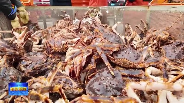单体量创历史新高！246吨鲜活俄罗斯帝王蟹抵达威海