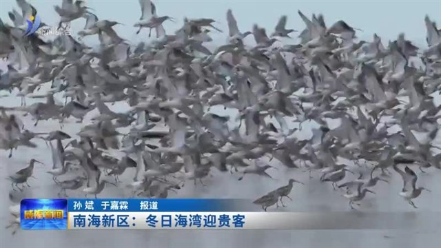 南海新区：冬日海湾迎贵客