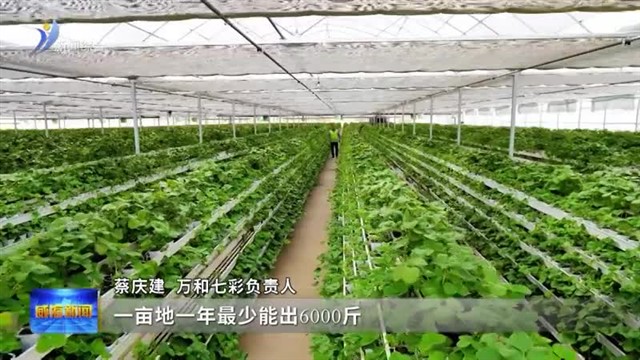 大棚里的新春“爆款”