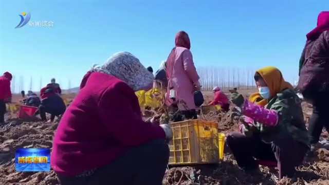 西洋参地里种出“致富根” 文登丹参喜迎丰收