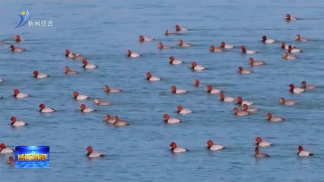 南海新区：生态湿地迎“稀客”