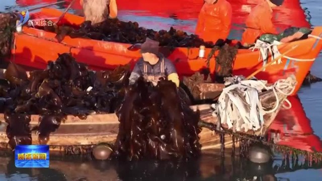 耕海牧渔时 海带采收忙