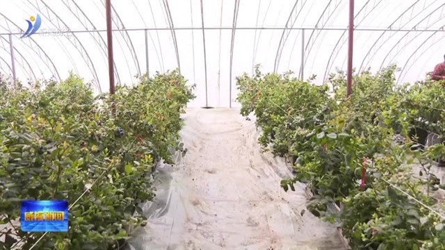 临港区花香蓝莓进入采摘期