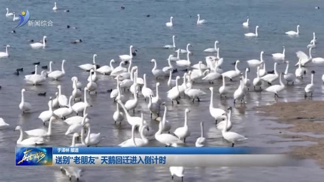 送别“老朋友”天鹅回迁进入倒计时