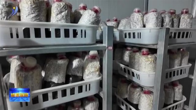 废弃菌包“变形记”