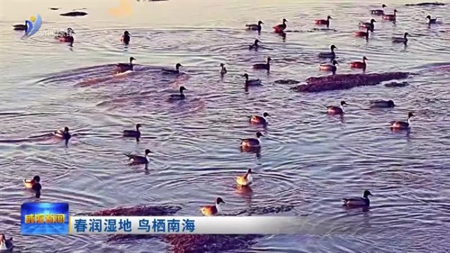 春润湿地 鸟栖南海