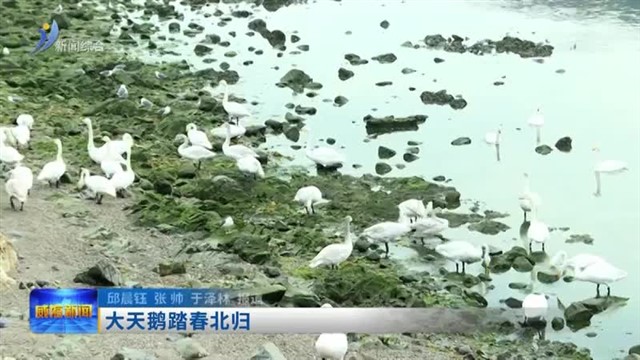 大天鹅踏春北归