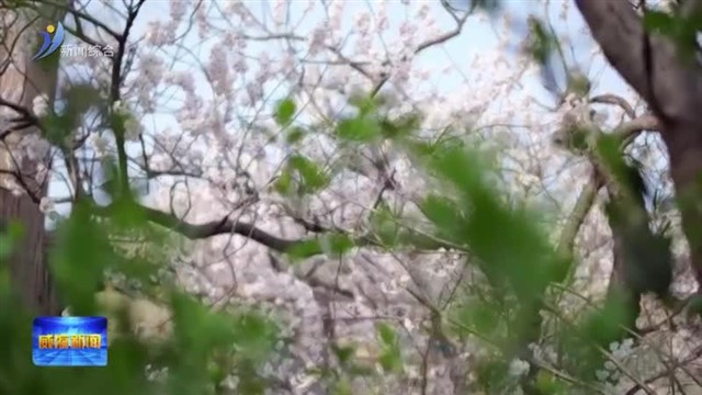 万亩樱桃花开迎春