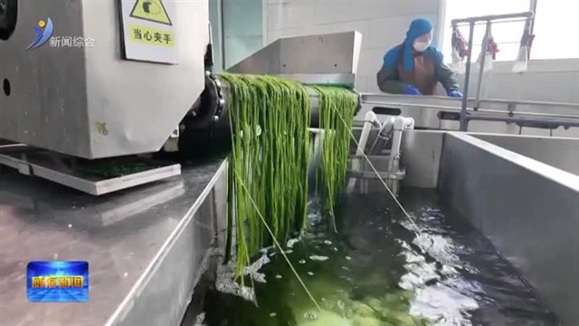 荣成海带“链”全球