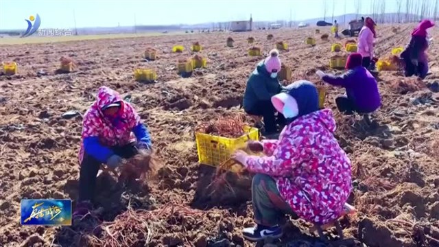 春耕时节丹参喜获丰收