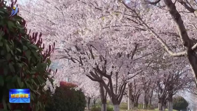 南海新区：樱花烂漫开 春日入画来