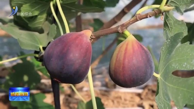 大棚“糖包子”抢“鲜”上市