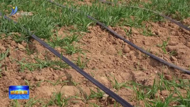 乳山滴灌操控系统助力小麦降本增效