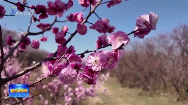 春日梅花盛放 寻香正当其时