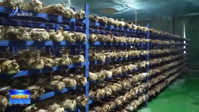 拿下7000万元大单！威海菌菇“香”到沙特阿拉伯