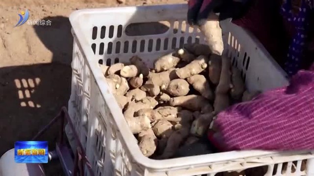 春耕正当时 姜农种姜忙