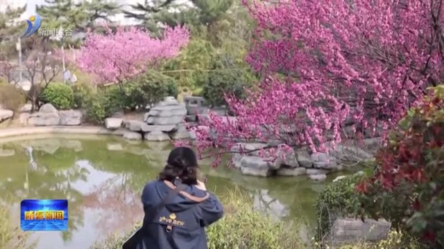 春日来信：东山路的迎春花开了