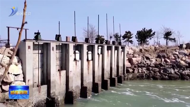 文登春季海参丰收 有机品质领“鲜”市场